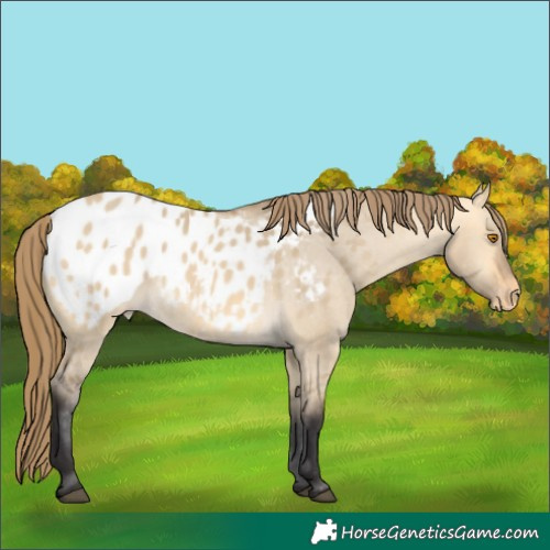 Horse Color:Buckskin Dun Appaloosa Rabicano