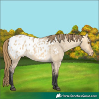 Horse Color:Buckskin Dun Blanket Rabicano
