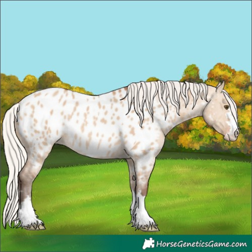 Horse Color:Silver Bay Dun Blanket Rabicano 