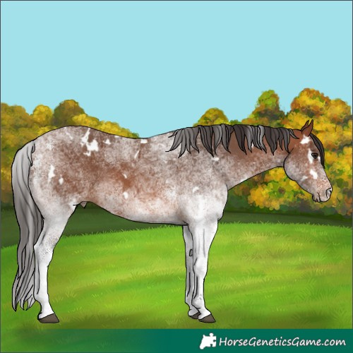 Horse Color:White Spotted Bay Rabicano 