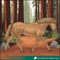 Horse Color:Chestnut Rabicano 