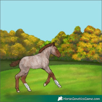 Horse Color:Red Roan Rabicano 