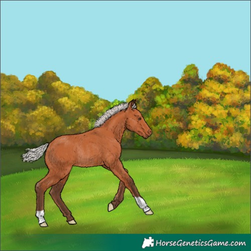 Horse Color:Silver Bay Rabicano 