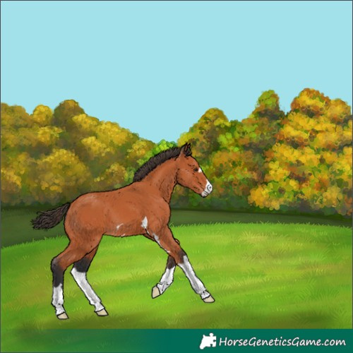Horse Color:Bay 