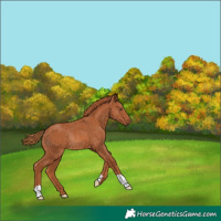 Horse Color:Chestnut Rabicano 