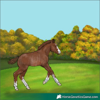 Horse Color:Chestnut Rabicano