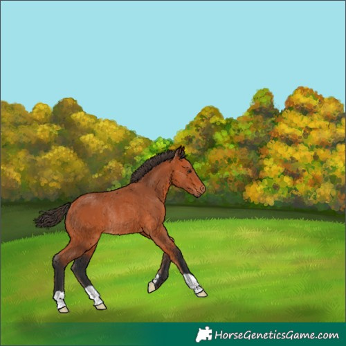 Horse Color:Bay Rabicano 
