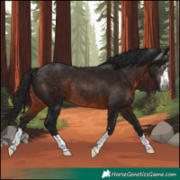 Horse Color:Gray Brown Rabicano 