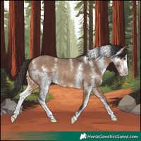 Horse Color:Bay Dun Sabino Rabicano 