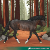 Horse Color:Brown Rabicano 