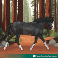 Horse Color:Brown Rabicano