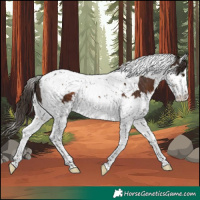 Horse Color:Liver Chestnut Splash Tobiano Rabicano