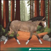 Horse Color:Bay Dun