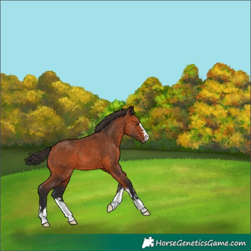 Horse Color:Bay 