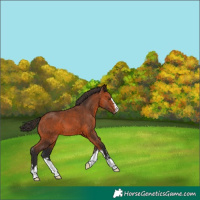 Horse Color:Bay 