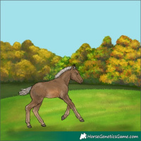 Horse Color:Chocolate Palomino 