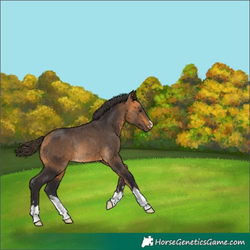 Horse Color:Buckskin Rabicano 