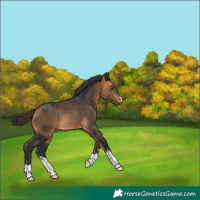 Horse Color:Buckskin Rabicano