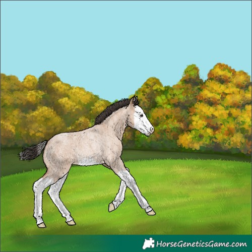 Horse Color:Bay Roan Dun Splash Rabicano 