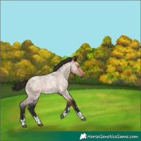 Horse Color:Bay Roan Dun