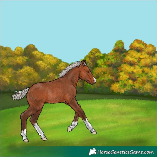 Horse Color:Silver Bay Rabicano 