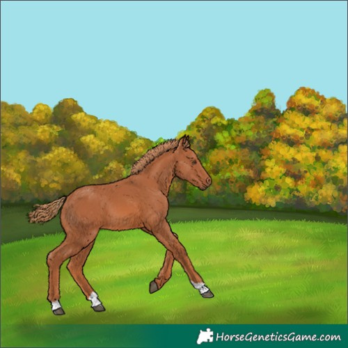 Horse Color:Chestnut 