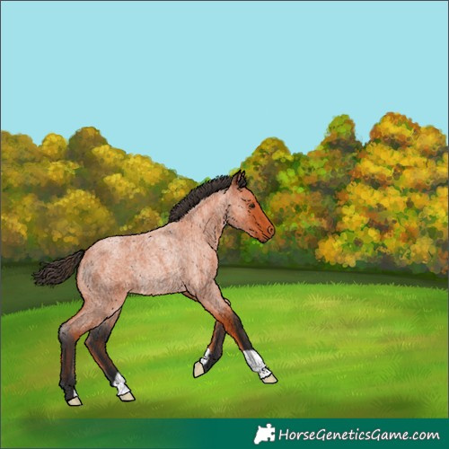 Horse Color:Bay Roan Rabicano 