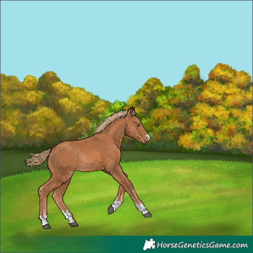 Horse Color:Chestnut Rabicano 