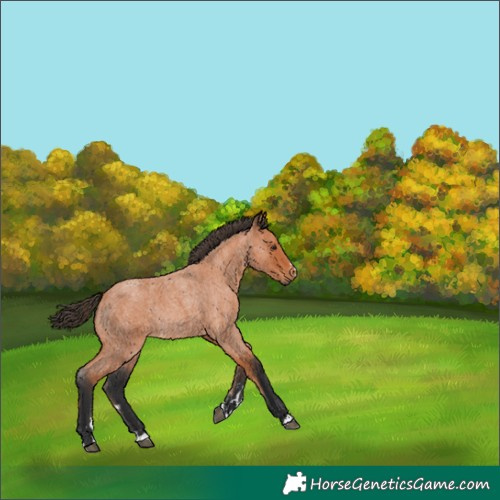 Horse Color:Bay Roan Rabicano 