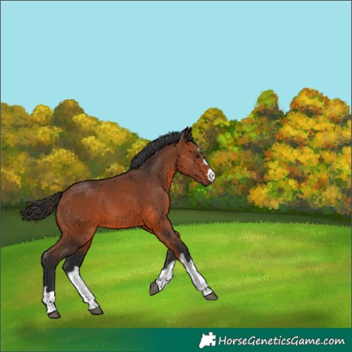 Horse Color:Bay 