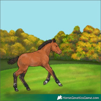 Horse Color:Bay Rabicano