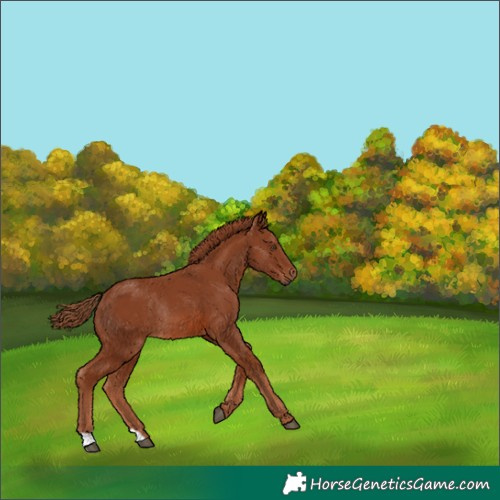 Horse Color:Chestnut Rabicano 