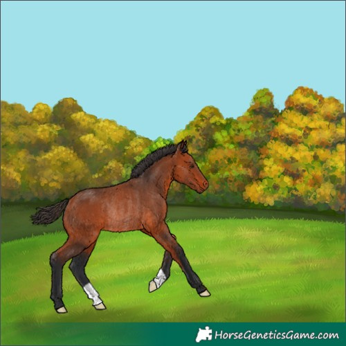 Horse Color:Bay Rabicano 