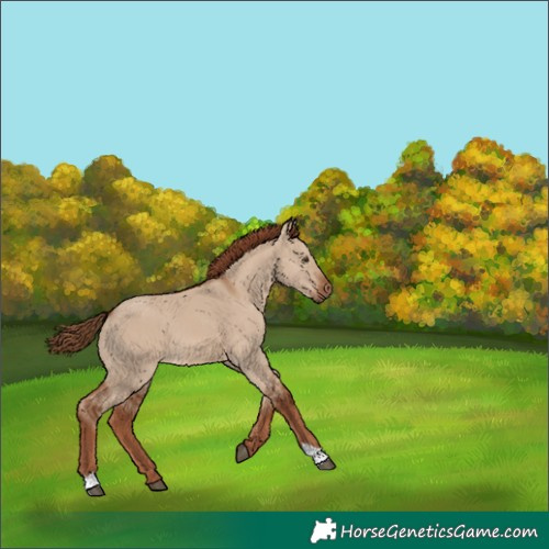 Horse Color:Red Dun 