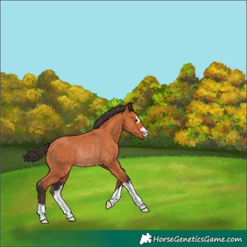 Horse Color:Bay Rabicano