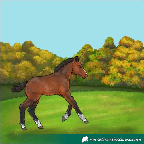 Horse Color:Bay Rabicano 