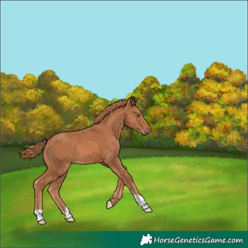 Horse Color:Chestnut 