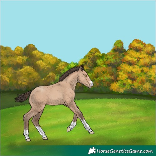 Horse Color:Amber Champagne