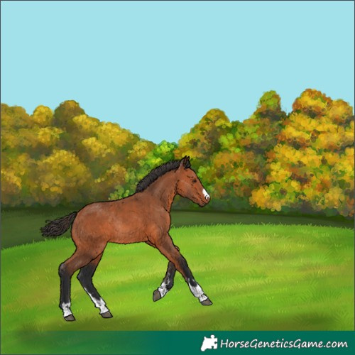 Horse Color:Bay Rabicano 