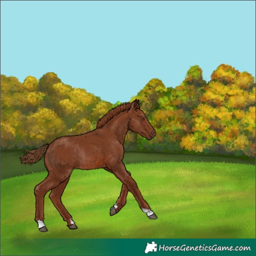 Horse Color:Chestnut Rabicano 