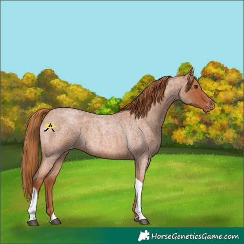Horse Color:Red Roan Tobiano Appaloosa 
