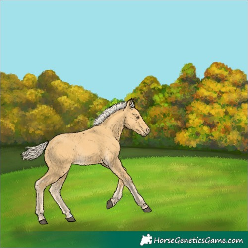 Horse Color:Palomino Rabicano 
