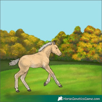 Horse Color:Palomino Rabicano