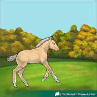 Horse Color:Palomino