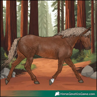 Horse Color:Chestnut Rabicano 