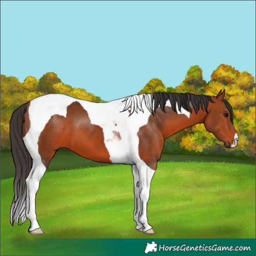 Horse Color:Bay Tobiano 