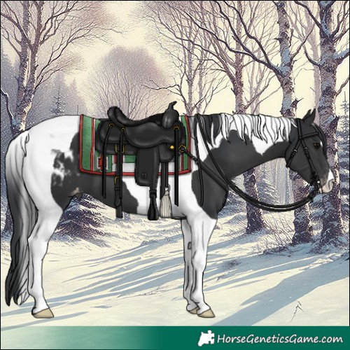 Horse Color:Black Tobiano Appaloosa 