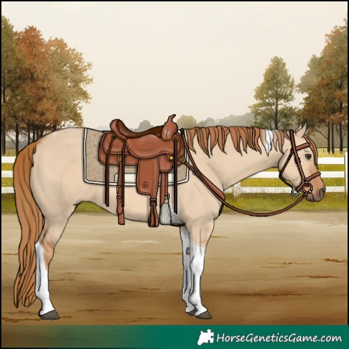 Horse Color:Red Dun Tobiano 