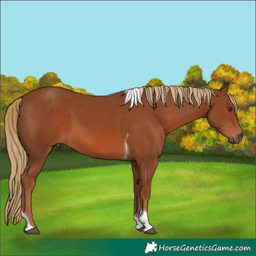 Horse Color:Chestnut Tobiano 