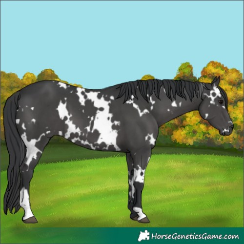 Horse Color:White Spotted Black 